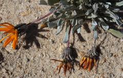 Gazania splendidissima