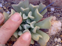 Echeveria runyonii