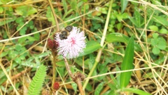 Apis mellifera unicolor