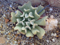 Echeveria runyonii