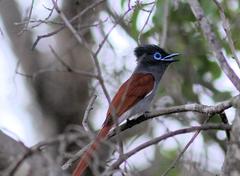 Terpsiphone viridis plumbeiceps