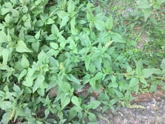 Amaranthus deflexus