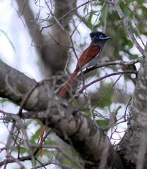 Terpsiphone viridis plumbeiceps