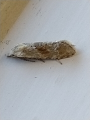 Cochylimorpha straminea