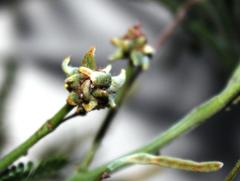Dasineura rubiformis