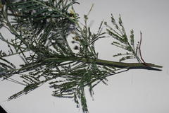 Dasineura rubiformis