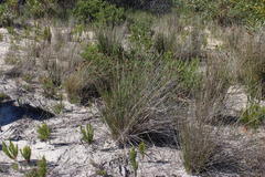 Hellmuthia membranacea