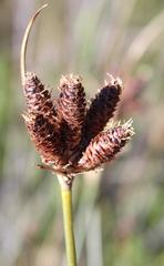 Hellmuthia membranacea