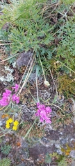 Oxytropis coerulea
