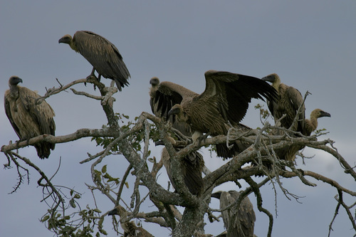 White-backed Vulture