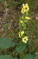 Verbascum alpinum