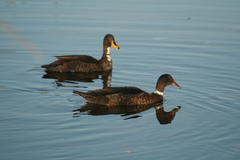 Anas platyrhynchos × undulata