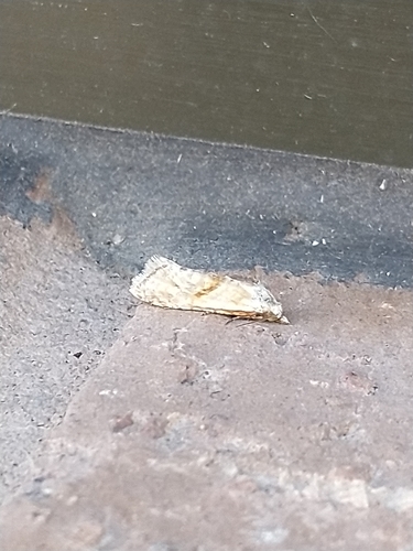 Straw Conch