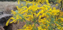 Acacia spectabilis