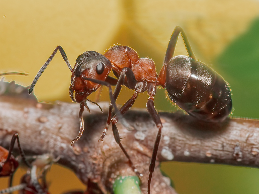 Southern Wood Ant