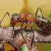 Southern Wood Ant - Photo (c) Татьяна Дензанова, some rights reserved (CC BY-NC), uploaded by Татьяна Дензанова