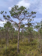Pinus sylvestris