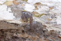 Roccellina hypomecha