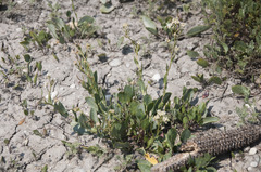Lepidium cartilagineum