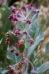 Asclepias californica