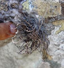 Roccellina hypomecha