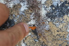 Roccellina hypomecha