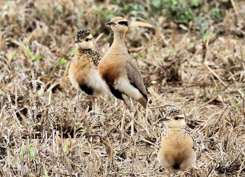 Temminck's Courser