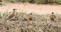 Cursorius temminckii