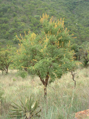 Vachellia davyi