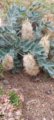Astragalus lupulinus