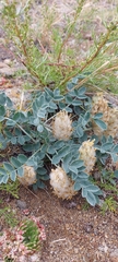 Astragalus lupulinus