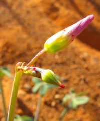 Oxalis pes-caprae pes-caprae