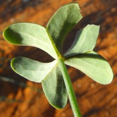 Oxalis pes-caprae pes-caprae