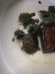 Trachemys venusta venusta