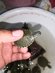 Trachemys venusta venusta