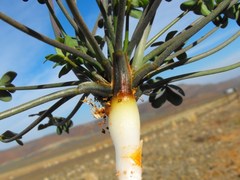 Oxalis pes-caprae pes-caprae