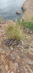 Stipa glareosa