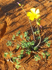 Oxalis pes-caprae pes-caprae