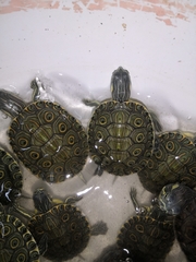 Trachemys venusta venusta