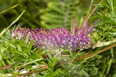 Grevillea acanthifolia