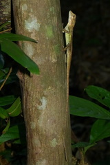 Diploderma polygonatum ishigakiense