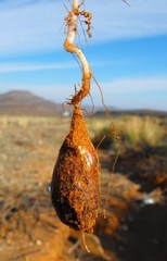 Oxalis pes-caprae pes-caprae