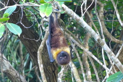 Pteropus dasymallus yayeyamae