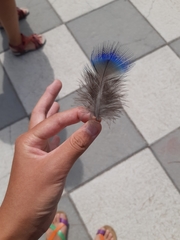 Pavo cristatus