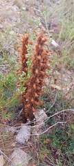 Orobanche coerulescens