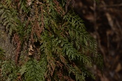 Abrodictyum caudatum