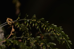 Abrodictyum caudatum