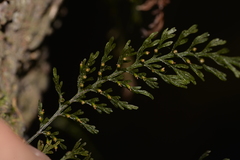 Abrodictyum caudatum