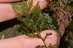 Abrodictyum caudatum