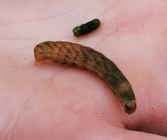 Noctua fimbriata